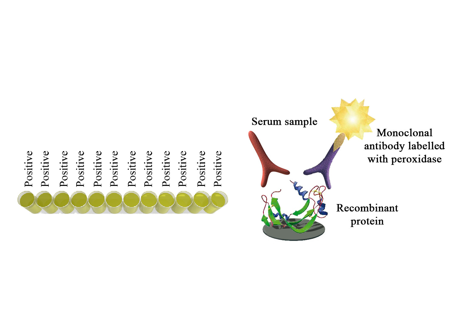 BIO K 218 - Monoscreen AbELISA Neospora caninum( rSRS2) / blocking